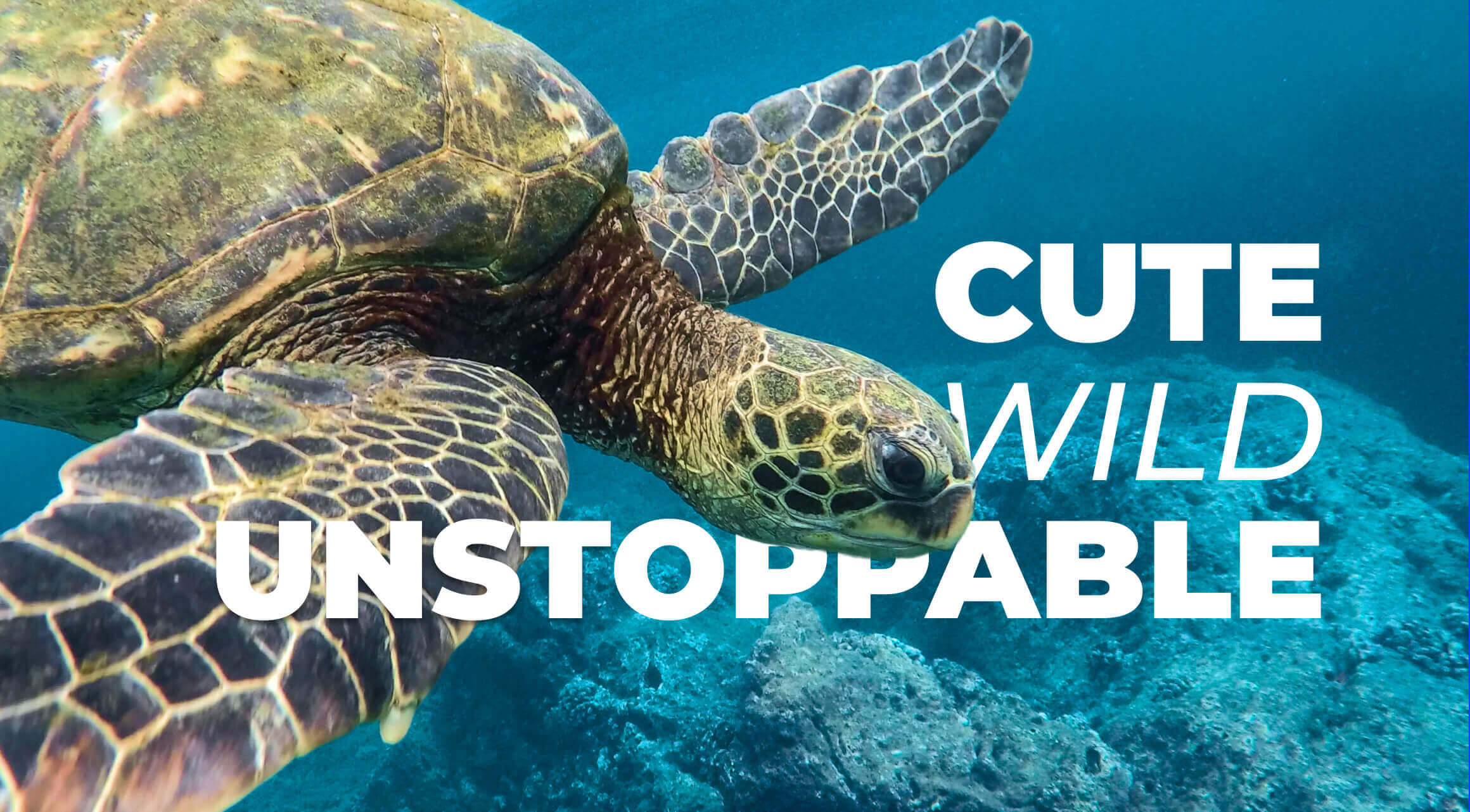 Most Popular Pet and Animal Channels